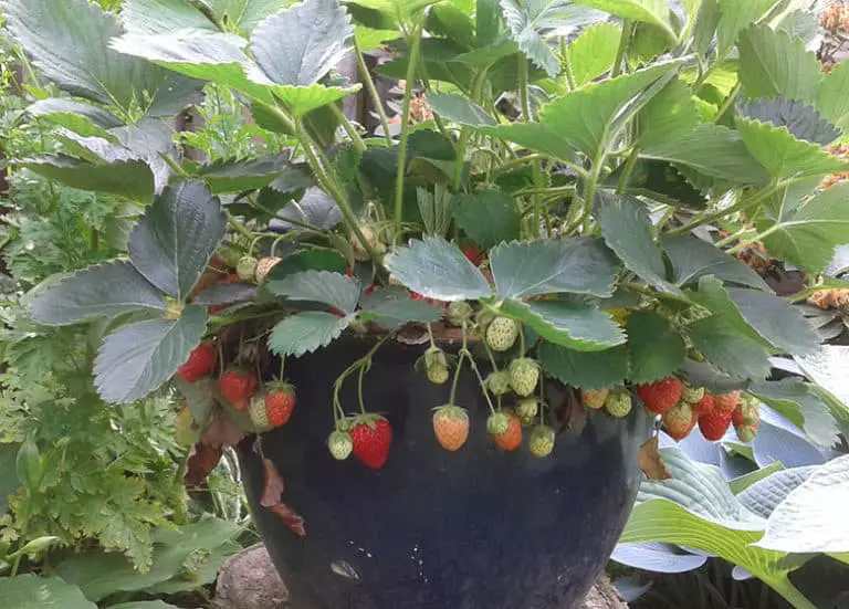 Growing Strawberries in Florida | Everything you need to know