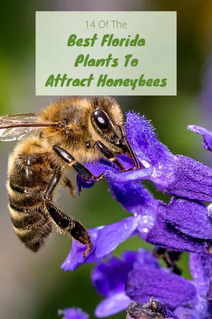 Best Florida Plants For Honeybees | 14 Easy To Grow Flowering Plants